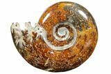 Polished, Agatized Ammonite (Cleoniceras) - Madagascar #110503-1